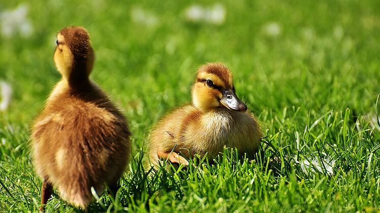 Streit um K&uuml;ken eskaliert in Pommersfelden
