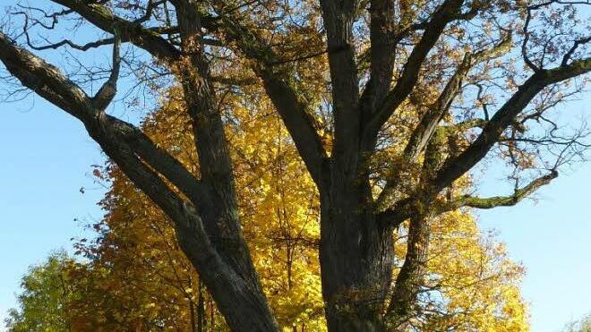 Die mächtige Maurerseiche in Neukenroth siecht dahin. Zum Größenvergleich stellte sich Gretel Richter neben den Baum. Foto: Gerd Fleischmann
