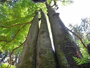 Die "Drillingsbuche" steht im Häslichgrund im Mönchrödener Forst - und da bleibt sie auch.