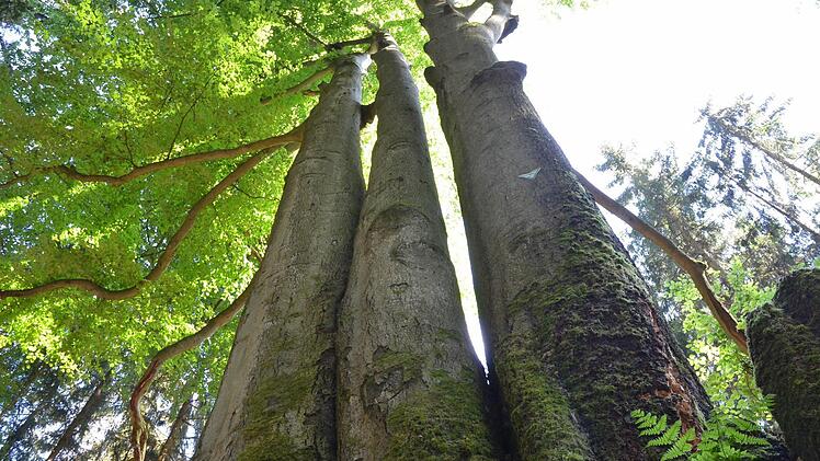 Die "Drillingsbuche" steht im Häslichgrund im Mönchrödener Forst - und da bleibt sie auch.