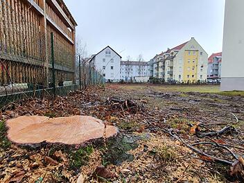 Die Wohnungsbaugenossenschaft gibt zu, die Bäume "frühzeitig" gefällt zu haben. Aber für die Fällungen habe es Gründe gegeben. Foto: R. Heck