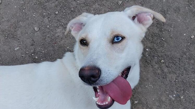 Tierheim Pfaffengrün: Labrador-Mix Sharon aus der Türkei sucht neues Zuhause