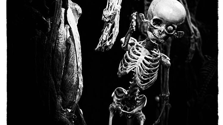 Die Ausstellung "Körperwelten - eine Herzenssache" wird noch bis zum 11. Februar im Quelle-Areal in Nürnberg gezeigt. Foto: Matthias Hoch