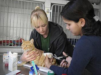 Steffi Kraus (links) und Barbara Arrais-Taschner versorgen eine Katze in  der Quarantäne-Abteilung.