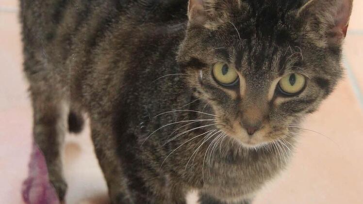 Die Katzen waren wieder einmal die Besucherlieblinge.