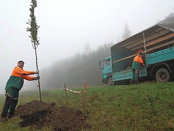 Joachim Reith, Mitarbeiter des Bundesforstbetriebs Reußenberg, pflanzt mit seinen Kollegen eine Allee. Foto: Arkadius Guzy