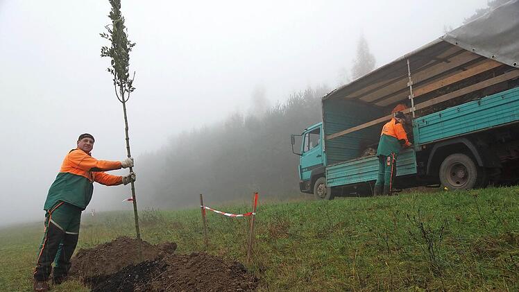Joachim Reith, Mitarbeiter des Bundesforstbetriebs Reußenberg, pflanzt mit seinen Kollegen eine Allee. Foto: Arkadius Guzy