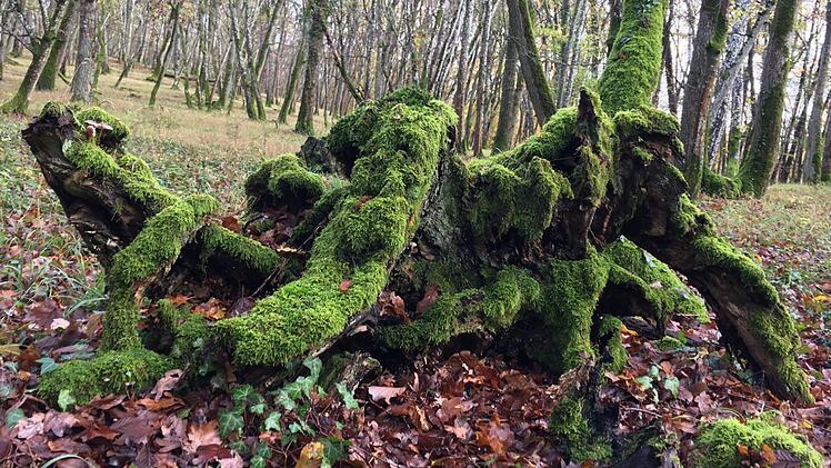 Das Naturschutzgebiet im Bereich Hohe Gans am Sodenberg bietet reizvolle Eindrücke.  Foto: Wolfgang Dünnebier