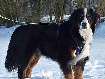Bildschön, aber kein Anfängerhund ist der Berner-Sennenhund-Rüde Benny, der ein neues Zuhause braucht.