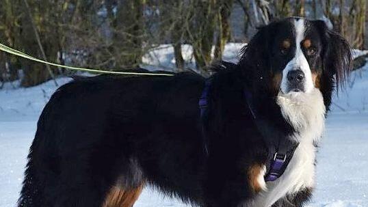 Bildschön, aber kein Anfängerhund ist der Berner-Sennenhund-Rüde Benny, der ein neues Zuhause braucht.