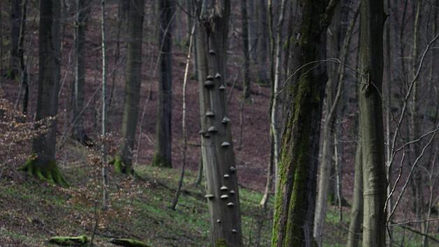 Totes Holz in den Kernzonen  des Biosph&auml;renreservats Rh&ouml;n bietet zahllosen K&auml;fer- und Pilzarten einen Lebensraum.   Foto:  Tobias Gerlach