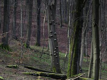 Totes Holz in den Kernzonen  des Biosphärenreservats Rhön bietet zahllosen Käfer- und Pilzarten einen Lebensraum.   Foto:  Tobias Gerlach