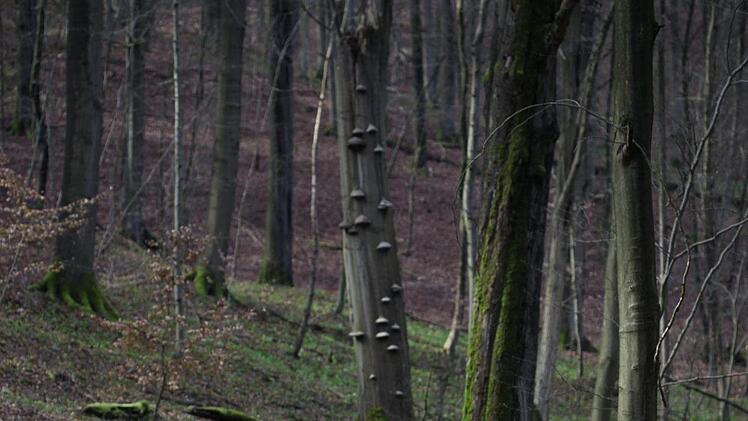 Totes Holz in den Kernzonen  des Biosphärenreservats Rhön bietet zahllosen Käfer- und Pilzarten einen Lebensraum.   Foto:  Tobias Gerlach