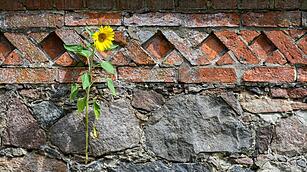 Sonnenblume als "Mauerbl&uuml;mchen"