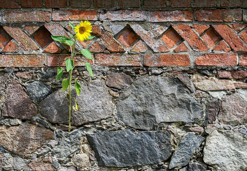 Sonnenblume als "Mauerbl&uuml;mchen"