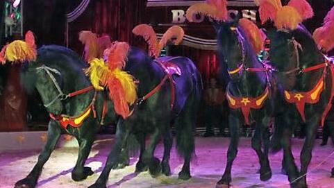 Die Pferde begeisterten die Zuschauer. Sie können nicht nur auf Kommando galoppieren, sondern sogar tanzen und sich verneigen.