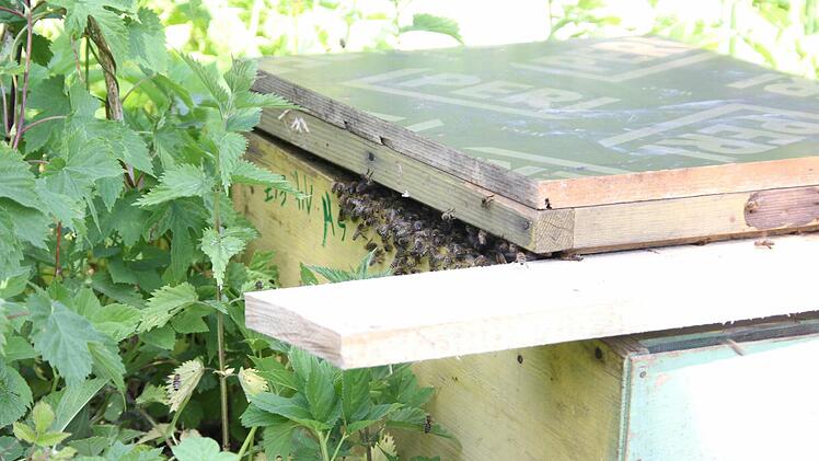 Die Bienen nehmen ihr neues Zuhause bereitwillig an.  Foto: Friedwald Schedel