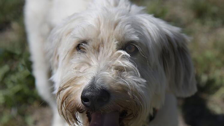Tierheim Bamberg: Hündin "Ambra" sucht ein ruhiges Zuhause