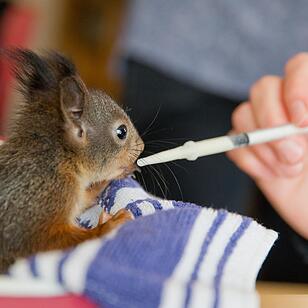 Eichhörnchen-Auffangstation
