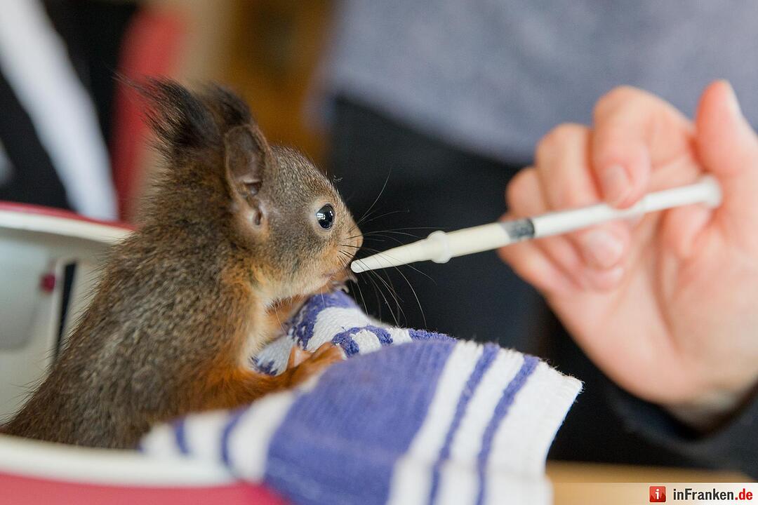 Eichhörnchen-Auffangstation