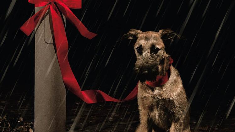 O du fröhliche? Von wegen - vom Regen in die Traufe! Auch wenn die Kulmbacher Tierheim-Mitarbeiter froh sind um jede Fellnase, die sie in gute Hände vermitteln können, warnen sie: Kein Lebewesen gehört als Geschenk unter den Weihnachtsbaum. Dafür wirbt auch die Tierschutzorganisation PETA. Foto: PETA