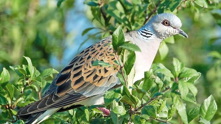 Den Vogel des Jahres, die Turteltaube, bekommen Tierfreunde bei uns nur noch selten zu Gesicht. Foto: Manfred Delpho/NABU
