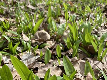 Bärlauch wächst derzeit im Wald, hier bei Ramsthal. Foto: Tamara Neder