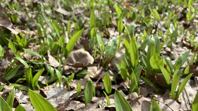 Bärlauch wächst derzeit im Wald, hier bei Ramsthal. Foto: Tamara Neder