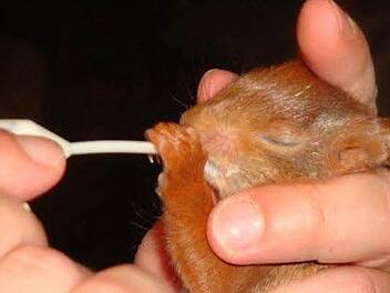 Die Aufzucht mit der Pipette ist notwendig, wenn die kleinen Eichhörnchen erst wenige Tage alt sind. Die Umstellung auf die "andere" Milch und den fremden Sauger ist oft schwierig. Fotos: Christiane Lehmann