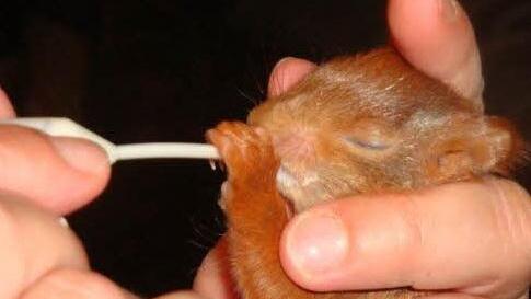 Die Aufzucht mit der Pipette ist notwendig, wenn die kleinen Eichhörnchen erst wenige Tage alt sind. Die Umstellung auf die "andere" Milch und den fremden Sauger ist oft schwierig. Fotos: Christiane Lehmann
