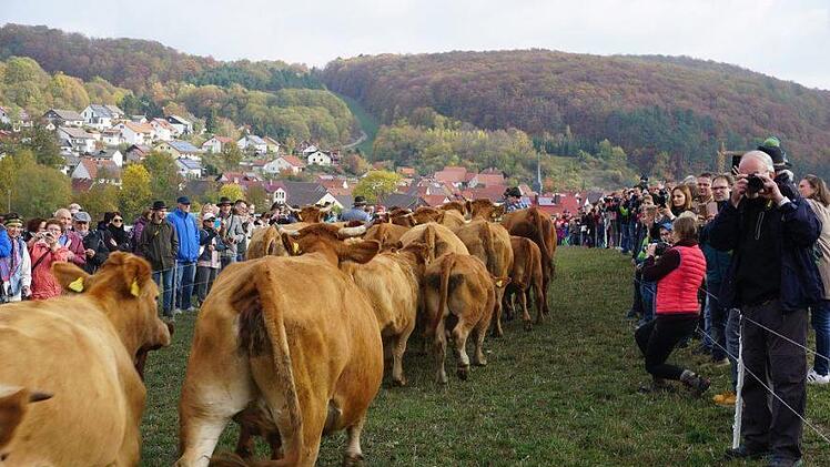 Weideabtrieb in Ginolfs. Foto: Marion Eckert