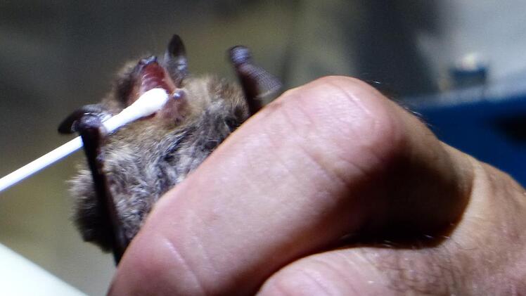 Und jetzt weit aufmachen: Der Fledermaus-Experte entnimmt mit geübten Handgriffen eine Speichelprobe des gefangenen Tieres, das auf Tollwut untersucht wird. Fotos: Pauline Lindner