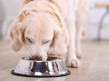 Hundefutter mit Insekten können Hunde mit einer Futtermittelallergie gut vertragen.