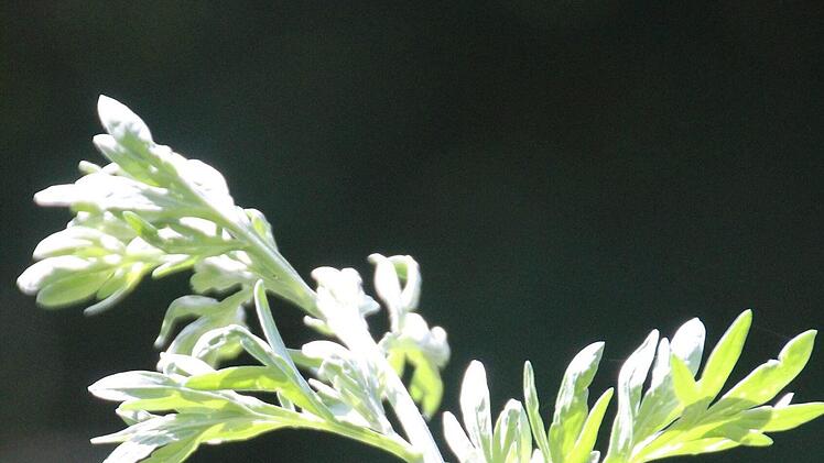 Bitter, aber interessant: Wermut ist eine Zutat des beliebten  Aromagarten-Gins. Diana Fuchs