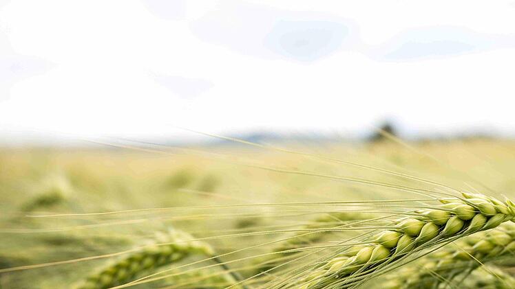 Foto: Saatzucht Breun