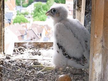 Der junge Wanderfalke "Moriz" sitzt vor dem Flugloch im Turm der Morizkirche. Foto: Dieter Bassing