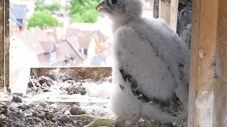 Der junge Wanderfalke "Moriz" sitzt vor dem Flugloch im Turm der Morizkirche. Foto: Dieter Bassing