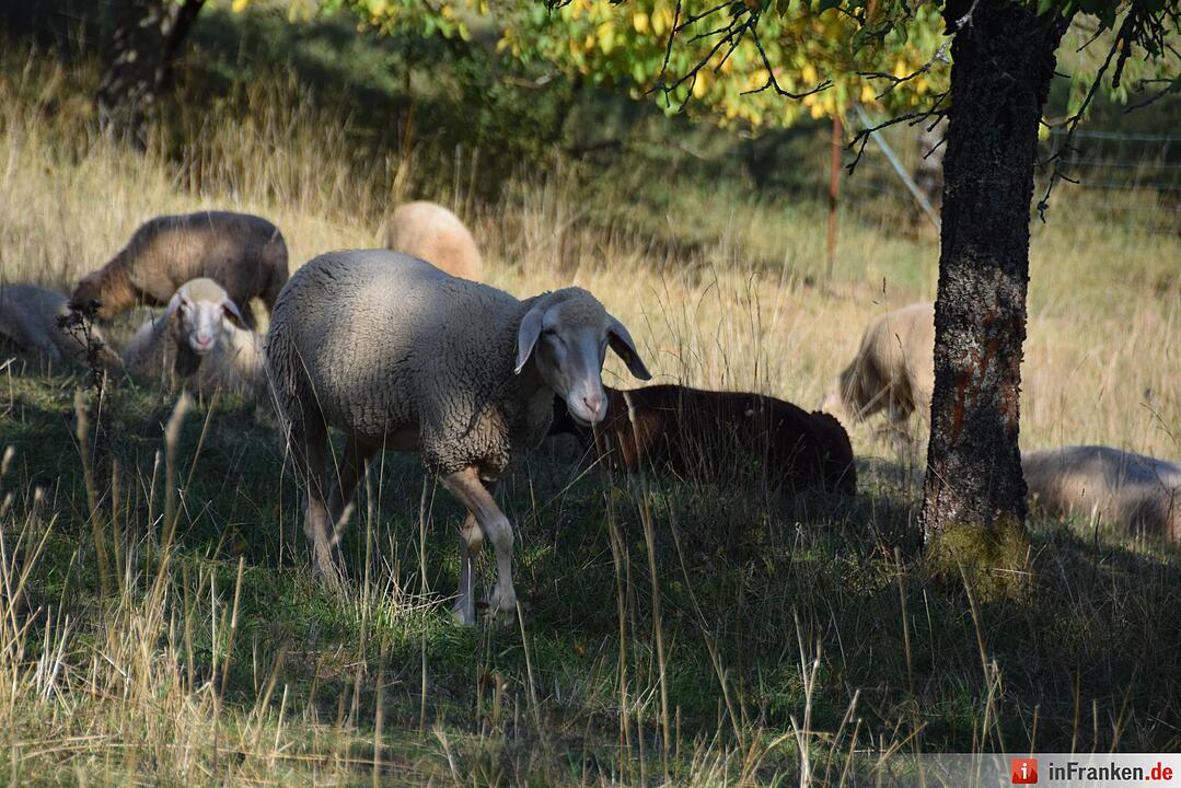 Herbstimpressionen Bamberg