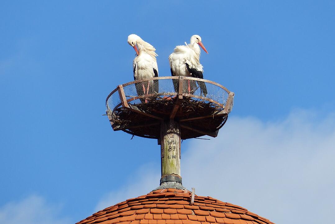 Die schönsten Frühlingsfotos aus Bad Kissingen und Umgebung
