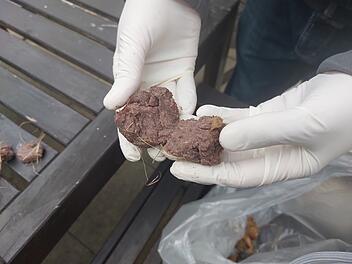 N&uuml;rnberg: Mutma&szlig;liche Giftk&ouml;der-Attacke auf Katzen n&auml;he des Nordostbahnhofes