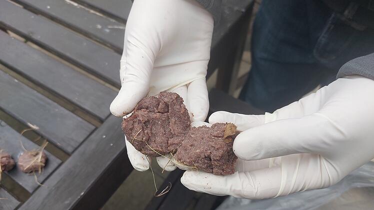 N&uuml;rnberg: Mutma&szlig;liche Giftk&ouml;der-Attacke auf Katzen n&auml;he des Nordostbahnhofes