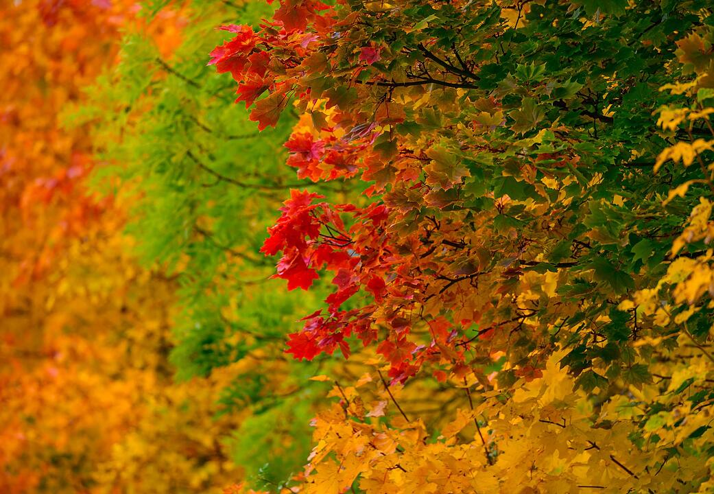 Farben des Herbstes