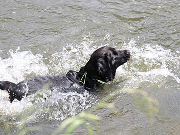 Labradormischling Amy nutzt den Sprung ins Wasser - bei den aktuellen Temperaturen von annähernd 30 Grad tut Abkühlung gut.  Fotos: Jochen Nützel