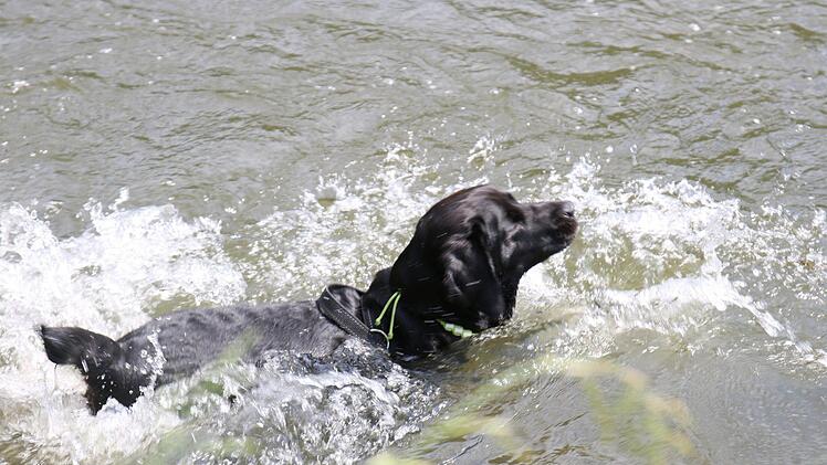 Labradormischling Amy nutzt den Sprung ins Wasser - bei den aktuellen Temperaturen von annähernd 30 Grad tut Abkühlung gut.  Fotos: Jochen Nützel
