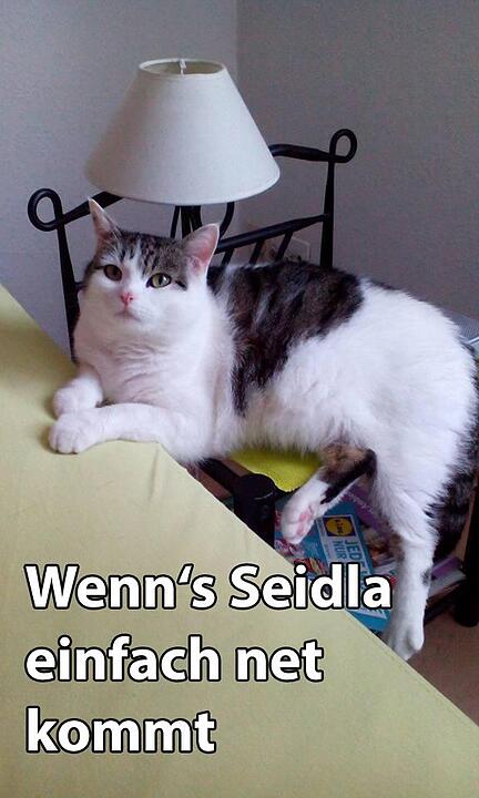 29 fränkische Katzen, die dich verstehen