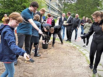 Die vorbereitete Fläche am Wendehammer der Bushaltestelle wurde von den Schülern der Schüler-AG "Real Apple" eingesät. Dort soll eine Blühfläche als Hummeltankstelle entstehen. Foto: Werner Reißaus