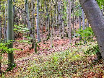 Wald bei Friesen. Foto: Sebastian Schanz
