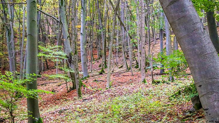 Wald bei Friesen. Foto: Sebastian Schanz