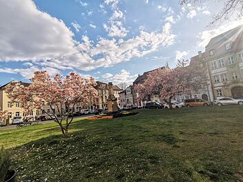 Magnolienbl&uuml;te am Schillerplatz in Bamberg