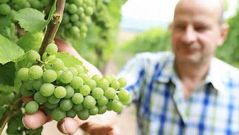 Die Reben auf Fischers jüngstem Weinberg bei Steinbach sind in diesem Jahr erntereif.